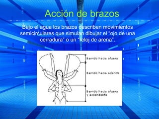 Acción de brazos
 Bajo el agua los brazos describen movimientos
semicirculares que simulan dibujar el “ojo de una
         cerradura” o un “reloj de arena”.
 