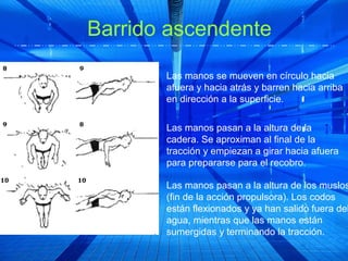 Barrido ascendente

       Las manos se mueven en círculo hacia
       afuera y hacia atrás y barren hacia arriba
       en dirección a la superficie.

       Las manos pasan a la altura de la
       cadera. Se aproximan al final de la
       tracción y empiezan a girar hacia afuera
       para prepararse para el recobro.

       Las manos pasan a la altura de los muslos
       (fin de la acción propulsora). Los codos
       están flexionados y ya han salido fuera del
       agua, mientras que las manos están
       sumergidas y terminando la tracción.
 