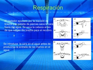 Respiración

El nadador ayudado por la tracción de
brazos y la patada de piernas saca la cara
fuera del agua. Se saca la cabeza antes
de que salgan los brazos para el recobro.




Se introduce la cara en el agua antes de
producirse la entrada de las manos en el
agua.
 
