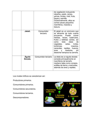 de vegetación incluyendo
rebaños, pastó, raíces,
yemas, brotes, miel, fruta,
bayas y semilla.
Ocasionalmente, ellos se
comen peces pequeños
mamíferos, insectos y
basura.
Jabalí. Consumidor
terciario
El jabalí es un omnívoro que
se alimenta de todo cuanto
encuentra. Puede comer
hierbas, raíces, tubérculos,
frutos y bellotas caídas, así
como toda clase de
vegetales, setas, trufas,
lombrices, insectos,
caracoles, reptiles, huevos,
aves y roedores, sin
desechar tampoco la carroña.
Águila
Dorada.
Consumidor terciario La dieta de un águila dorada
consiste principalmente en
mamíferos de tamaño
mediano tales como conejos,
ardillas de tierra y marmotas,
además de aves y reptiles.
Los niveles tróficos se caracterizan así:
Productores primarios.
Consumidores primarios.
Consumidores secundarios.
Consumidores terciarios.
Descomponedores:
 
