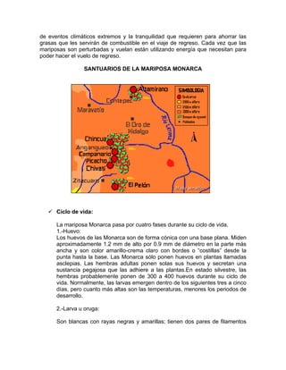 de eventos climáticos extremos y la tranquilidad que requieren para ahorrar las
grasas que les servirán de combustible en el viaje de regreso. Cada vez que las
mariposas son perturbadas y vuelan están utilizando energía que necesitan para
poder hacer el vuelo de regreso.
SANTUARIOS DE LA MARIPOSA MONARCA
 Ciclo de vida:
La mariposa Monarca pasa por cuatro fases durante su ciclo de vida.
1.-Huevo:
Los huevos de las Monarca son de forma cónica con una base plana. Miden
aproximadamente 1.2 mm de alto por 0.9 mm de diámetro en la parte más
ancha y son color amarillo-crema claro con bordes o “costillas” desde la
punta hasta la base. Las Monarca sólo ponen huevos en plantas llamadas
asclepias. Las hembras adultas ponen solas sus huevos y secretan una
sustancia pegajosa que las adhiere a las plantas.En estado silvestre, las
hembras probablemente ponen de 300 a 400 huevos durante su ciclo de
vida. Normalmente, las larvas emergen dentro de los siguientes tres a cinco
días, pero cuanto más altas son las temperaturas, menores los periodos de
desarrollo.
2.-Larva u oruga:
Son blancas con rayas negras y amarillas; tienen dos pares de filamentos
 