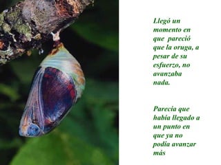 Llegó un momento en que  pareció que la oruga, a pesar de su esfuerzo, no avanzaba nada. Parecía que había llegado a un punto en que ya no podía avanzar más 