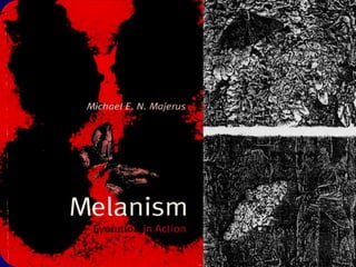 Porcentagem de mariposas obscuras




Ano
                                          Seleção contra o Melanismo
 