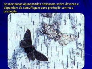 Biston betularia betularia
 