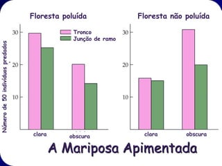 A Mariposa Apimentada
Kettlewell realizou seus experimentos
famosos onde ele colou mariposas sobre
troncos obscuros e troncos claros e
demonstrou que o fundo influencia a
sobrevivência.

Porém, na natureza as mariposas
raramente pousam sobre os troncos de
árvores.
 