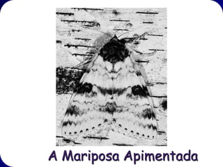 A Mariposa Apimentada
Num experimento no qual mariposas
mortas foram afixadas a troncos de
árvores ou sob ramos, os pássaros
consumaram menos mariposas sob os
ramos.
 