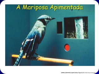 A Mariposa Apimentada
Outras mariposas também escolham
onde descança.

A mariposa clara geralmente descanse
geralmente fica com a cabeça por acima
e as asas cobrindo o corpo.

Essas mariposas preferem árvores
claras para pousar.
 