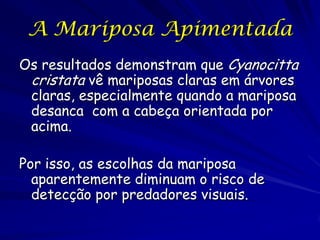 A Mariposa Apimentada
 