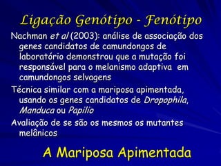 Cilindros de Howlett e Majerus
 onde      betulari insularia carbonaria totais
           a
 preto       58        30        70        158

 branco      20        7         14        41

 piso        21        5         36        62

 totais      99        42        120       261


          A Mariposa Apimentada
 