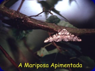 A Mariposa Apimentado Tem
        Importância!
A Terra enfrenta os problemas enormes da
sobre-população, recursos com oferta
limitada, perda de habitats e extinção de
espécies. Mais do que nunca, precisamos
biólogos que entendem as complexidades dos
sistemas ecológicos.
A evolução Darwiniana é um fato. E como
falou o grande genético Russo (Americano)? ,
Theodore Dobzhansky:, “nada na biologia tem
sentido exceto na luz da evolução”.
     A Mariposa Apimentada
 