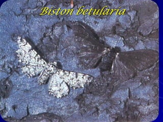 Mariposa apimentada
Em áreas sem poluição as árvores têm
uma cobertura de liquens e a forma
clara é mais difícil visualizar.
Na metade do 1800 a poluição do ar nas
cidades cobriram as árvores com
fumaça.
Nas cidades a forma obscura aumentou
em freqüência e a forma clara virou
rara.
 