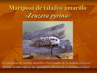 Mariposa de taladro amarilloMariposa de taladro amarillo
--Zeuzera pyrina-Zeuzera pyrina-
La mariposa de taladro amarillo o barrenador de la maderaLa mariposa de taladro amarillo o barrenador de la madera (Zeuzera(Zeuzera
pyrina)pyrina) es una especie de lepidóptero ditrisio de la familiaes una especie de lepidóptero ditrisio de la familia cossidaecossidae
 