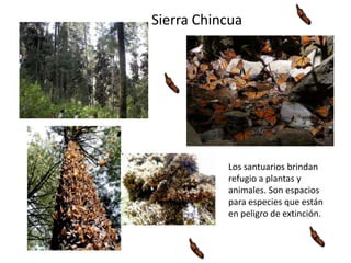 Los santuarios brindan
refugio a plantas y
animales. Son espacios
para especies que están
en peligro de extinción.
Sierra Chincua
 