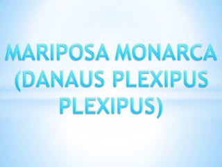 MARIPOSA MONARCA (DANAUS PLEXIPUS PLEXIPUS) 
