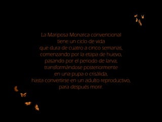 La Mariposa Monarca convencional
tiene un ciclo de vida
que dura de cuatro a cinco semanas,
comenzando por la etapa de huevo,
pasando por el periodo de larva,
transformándose posteriormente
en una pupa o crisálida,
hasta convertirse en un adulto reproductivo,
para después morir.
 