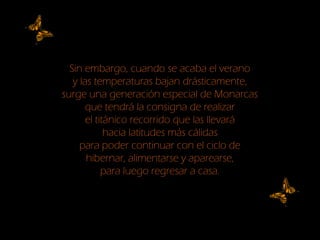 Sin embargo, cuando se acaba el verano
y las temperaturas bajan drásticamente,
surge una generación especial de Monarcas
que tendrá la consigna de realizar
el titánico recorrido que las llevará
hacia latitudes más cálidas
para poder continuar con el ciclo de
hibernar, alimentarse y aparearse,
para luego regresar a casa.
 