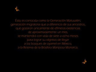 Ésta, es conocida como la Generación Matusalén;
generación migratoria que a diferencia de sus ancestros,
que gozaron únicamente de efímeras existencias
de aproximadamente un mes,
se mantendrá con vida de siete a ocho meses
para lograr su objetivo de llegar
a los bosques de oyamel en México,
a la Reserva de la Biósfera Mariposa Monarca,
 