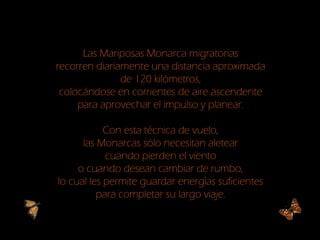 Las Mariposas Monarca migratorias
recorren diariamente una distancia aproximada
de 120 kilómetros,
colocándose en corrientes de aire ascendente
para aprovechar el impulso y planear.
Con esta técnica de vuelo,
las Monarcas sólo necesitan aletear
cuando pierden el viento
o cuando desean cambiar de rumbo,
lo cual les permite guardar energías suficientes
para completar su largo viaje.
 