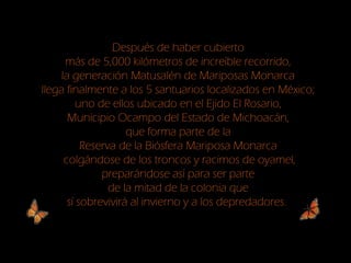 Después de haber cubierto
más de 5,000 kilómetros de increíble recorrido,
la generación Matusalén de Mariposas Monarca
llega finalmente a los 5 santuarios localizados en México;
uno de ellos ubicado en el Ejido El Rosario,
Municipio Ocampo del Estado de Michoacán,
que forma parte de la
Reserva de la Biósfera Mariposa Monarca
colgándose de los troncos y racimos de oyamel,
preparándose así para ser parte
de la mitad de la colonia que
sí sobrevivirá al invierno y a los depredadores.
 