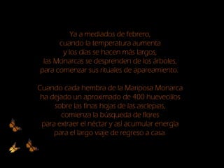 Ya a mediados de febrero,
cuando la temperatura aumenta
y los días se hacen más largos,
las Monarcas se desprenden de los árboles,
para comenzar sus rituales de apareamiento.
Cuando cada hembra de la Mariposa Monarca
ha dejado un aproximado de 400 huevecillos
sobre las finas hojas de las asclepias,
comienza la búsqueda de flores
para extraer el néctar y así acumular energía
para el largo viaje de regreso a casa.
 