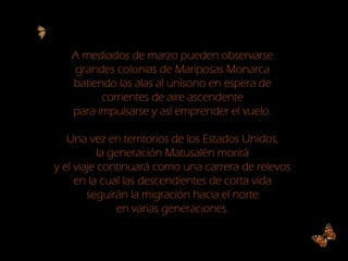 A mediados de marzo pueden observarse
grandes colonias de Mariposas Monarca
batiendo las alas al unísono en espera de
corrientes de aire ascendente
para impulsarse y así emprender el vuelo.
Una vez en territorios de los Estados Unidos,
la generación Matusalén morirá
y el viaje continuará como una carrera de relevos
en la cual las descendientes de corta vida
seguirán la migración hacia el norte
en varias generaciones.
 