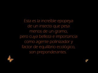 Esta es la increíble epopeya
de un insecto que pesa
menos de un gramo,
pero cuya belleza e importancia
como agente polinizador y
factor de equilibrio ecológico,
son preponderantes.
 