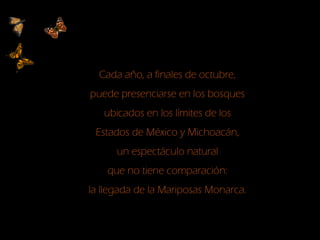 Cada año, a finales de octubre,
puede presenciarse en los bosques
ubicados en los límites de los
Estados de México y Michoacán,
un espectáculo natural
que no tiene comparación:
la llegada de la Mariposas Monarca.
 