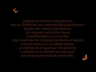 Viajando en colonias compuestas por
más de 20 millones, estas hermosas Mariposas Monarca
de alas color naranja rojizo brillante,
con elegantes nervaduras negras
y manchas blancas en las orillas,
llegan para hibernar, tapizando los árboles de oyamel
y el cielo mismo con su radiante belleza,
un espectáculo sin igual que está destinado
a grabarse en la memoria de todo aquel
que tenga oportunidad de presenciarlo.
 