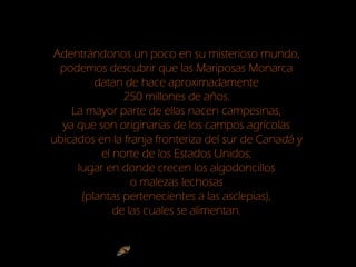 Adentrándonos un poco en su misterioso mundo,
podemos descubrir que las Mariposas Monarca
datan de hace aproximadamente
250 millones de años.
La mayor parte de ellas nacen campesinas,
ya que son originarias de los campos agrícolas
ubicados en la franja fronteriza del sur de Canadá y
el norte de los Estados Unidos;
lugar en donde crecen los algodoncillos
o malezas lechosas
(plantas pertenecientes a las asclepias),
de las cuales se alimentan.
 
