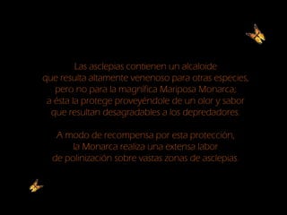 Las asclepias contienen un alcaloide
que resulta altamente venenoso para otras especies,
pero no para la magnífica Mariposa Monarca;
a ésta la protege proveyéndole de un olor y sabor
que resultan desagradables a los depredadores.
A modo de recompensa por esta protección,
la Monarca realiza una extensa labor
de polinización sobre vastas zonas de asclepias.
 