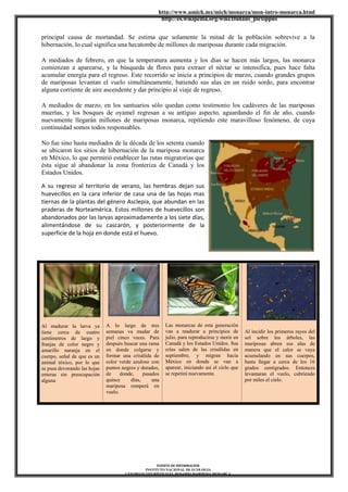 http://www.umich.mx/mich/monarca/mon-intro-monarca.html
http://es.wikipedia.org/wiki/Danaus_plexippus
FUENTE DE INFORMACION
INSTITUTO NACIONAL DE ECOLOGIA
CENTRO ECOTURÍSTICO EL ROSARIO MARIPOSA MONARCA
principal causa de mortandad. Se estima que solamente la mitad de la población sobrevive a la
hibernación, lo cual significa una hecatombe de millones de mariposas durante cada migración.
A mediados de febrero, en que la temperatura aumenta y los días se hacen más largos, las monarca
comienzan a aparearse, y la búsqueda de flores para extraer el néctar se intensifica, pues hace falta
acumular energía para el regreso. Este recorrido se inicia a principios de marzo, cuando grandes grupos
de mariposas levantan el vuelo simultáneamente, batiendo sus alas en un ruido sordo, para encontrar
alguna corriente de aire ascendente y dar principio al viaje de regreso.
A mediados de marzo, en los santuarios sólo quedan como testimonio los cadáveres de las mariposas
muertas, y los bosques de oyamel regresan a su antiguo aspecto, aguardando el fin de año, cuando
nuevamente llegarán millones de mariposas monarca, repitiendo este maravilloso fenómeno, de cuya
continuidad somos todos responsables.
No fue sino hasta mediados de la década de los setenta cuando
se ubicaron los sitios de hibernación de la mariposa monarca
en México, lo que permitió establecer las rutas migratorias que
ésta sigue al abandonar la zona fronteriza de Canadá y los
Estados Unidos.
A su regreso al territorio de verano, las hembras dejan sus
huevecillos en la cara inferior de casa una de las hojas mas
tiernas de la plantas del género Asclepia, que abundan en las
praderas de Norteamérica. Estos millones de huevecillos son
abandonados por las larvas aproximadamente a los siete días,
alimentándose de su cascarón, y posteriormente de la
superficie de la hoja en donde está el huevo.
Al madurar la larva ya
tiene cerca de cuatro
centímetros de largo y
franjas de color negro y
amarillo naranja en el
cuerpo, señal de que es un
animal tóxico, por lo que
se pasa devorando las hojas
enteras sin preocupación
alguna
A lo largo de tres
semanas va mudar de
piel cinco veces. Para
después buscar una rama
en donde colgarse y
formar una crisálida de
color verde azuloso con
puntos negros y dorados,
de donde, pasados
quince días, una
mariposa romperá en
vuelo.
Las monarcas de esta generación
van a madurar a principios de
julio, para reproducirse y morir en
Canadá y los Estados Unidos. Sus
crías salen de las crisálidas en
septiembre, y migran hacia
México en donde se van a
aparear, iniciando así el ciclo que
se repetirá nuevamente.
Al incidir los primeros rayos del
sol sobre los árboles, las
mariposas abren sus alas de
manera que el calor se vaya
acumulando en sus cuerpos,
hasta llegar a cerca de los 16
grados centígrados. Entonces
levantaran el vuelo, cubriendo
por miles el cielo.
 