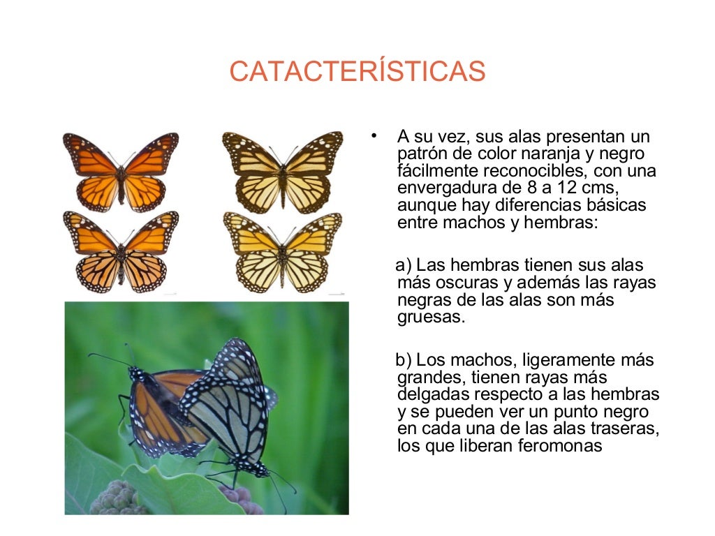 La Mariposa Monarca