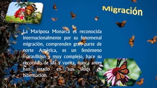 La Mariposa Monarca es reconocida
internacionalmente por su fenomenal
migración, comprenden gran parte de
norte América, es un fenómeno
maravilloso y muy complejo, hace su
recorrido de ida y vuelta, nunca antes
han estado en sus sitios de
hibernación.
 