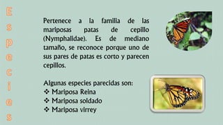 Pertenece a la familia de las
mariposas patas de cepillo
(Nymphalidae). Es de mediano
tamaño, se reconoce porque uno de
sus pares de patas es corto y parecen
cepillos.
Algunas especies parecidas son:
 Mariposa Reina
 Mariposa soldado
 Mariposa virrey
 
