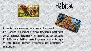 Cambia radicalmente durante su ciclo anual.
En Canadá y Estados Unidos frecuenta pastizales,
zonas abiertas, jardines y en menor grado bosques.
En México su hábitat más importante es el bosque
y con mucho menor frecuencia los desiertos y
matorrales.
 