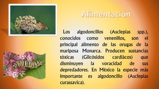Los algodoncillos (Asclepias spp.),
conocidos como venenillos, son el
principal alimento de las orugas de la
mariposa Monarca. Producen sustancias
tóxicas (Glicósidos cardiácos) que
disminuyen la voracidad de sus
depredadores. En México la especie más
importante es algodoncillo (Asclepias
curassavica).
 