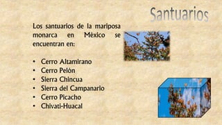 Los santuarios de la mariposa
monarca en México se
encuentran en:
• Cerro Altamirano
• Cerro Pelón
• Sierra Chincua
• Sierra del Campanario
• Cerro Picacho
• Chivati-Huacal
 