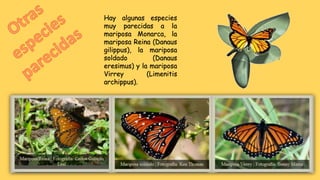 Hay algunas especies
muy parecidas a la
mariposa Monarca, la
mariposa Reina (Danaus
gilippus), la mariposa
soldado (Danaus
eresimus) y la mariposa
Virrey (Limenitis
archippus).
 