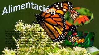 Los algodoncillos, conocidos como venenillos, son el
principal alimento de las orugas de la mariposa
Monarca. Estas plantas producen sustancias
tóxicas que disminuyen la voracidad de sus
depredadores. Las orugas de la Monarca, asimilan
estas sustancias las depositan en su piel,
convirtiéndose en tóxicas y protegiéndose de
depredadores.
 