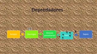 Avispas Hormigas
Moscas
parasitarias Aves Sapos
Depredadores
 