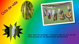 Como todas las mariposas, la Monarca tiene un ciclo de vida
breve que pasa por una impresionante metamorfosis.
 