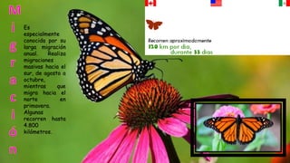 Es
especialmente
conocida por su
larga migración
anual. Realiza
migraciones
masivas hacia el
sur, de agosto a
octubre,
mientras que
migra hacia el
norte en
primavera.
Algunas
recorren hasta
4.800
kilómetros.
 