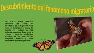 En 1975 el mundo científico
descubrió los sitios de
hibernación de la migración de la
Mariposa Monarca en el centro de
México. El trabajo de los
zoólogos canadiense Fred y Nora
Urquhart pusieron minúsculas
etiquetas en las alas de las
mariposas monarca y para
documentar su ruta migratoria.
 