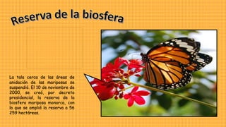 La tala cerca de las áreas de
anidación de las mariposas se
suspendió. El 10 de noviembre de
2000, se creó, por decreto
presidencial, la reserva de la
biosfera mariposa monarca, con
lo que se amplió la reserva a 56
259 hectáreas.
 