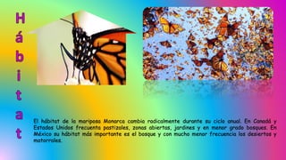 El hábitat de la mariposa Monarca cambia radicalmente durante su ciclo anual. En Canadá y
Estados Unidos frecuenta pastizales, zonas abiertas, jardines y en menor grado bosques. En
México su hábitat más importante es el bosque y con mucho menor frecuencia los desiertos y
matorrales.
 