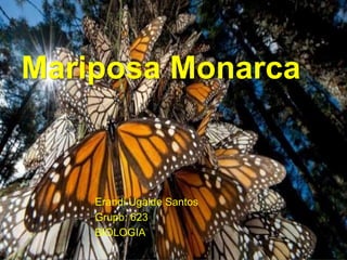 Mariposa Monarca
Erandi Ugalde Santos
Grupo: 623
BIOLOGIA
 