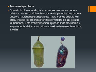 Tercera etapa: Pupa
 Durante la ultima muda, la larva se transforma en pupa o
crisálida, un saco cónico de color verde pistache que poco a
poco va haciéndose transparente hasta que es posible ver
en su interior los colores anaranjado y negro de las alas de
la mariposa. Esta transformacion, quizá la más fascinante y
sorprendente del proceso, dura aproximadamente de ocho a
13 días
 