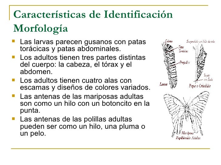 Las piñas de los parásitos