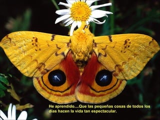 He aprendido....Que las pequeñas cosas de todos los días hacen la vida tan espectacular.  