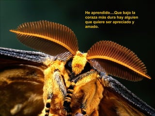 He aprendido....Que bajo la coraza más dura hay alguien que quiere ser apreciado y amado.  